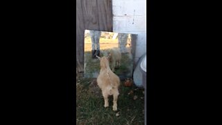 Baby Billy goat battle