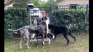 Great Dane Puppy Strolls Under Great Dane Party Greeters