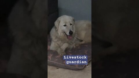 Livestock guardian resting after going missing #maremma #livestockguardiandog