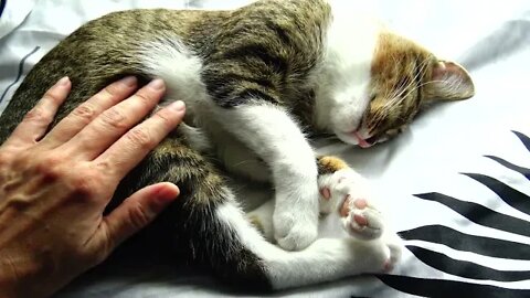 I Can Tickle the Belly of the Sleeping Kitten