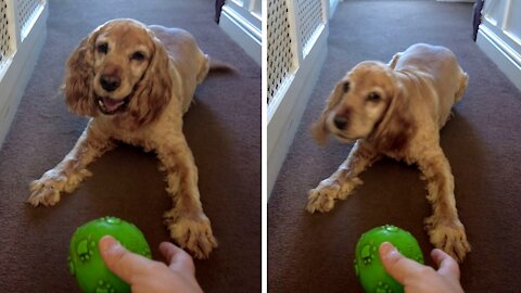 Honey the cocker spaniel loves to play