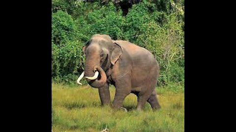 srilankan elephants