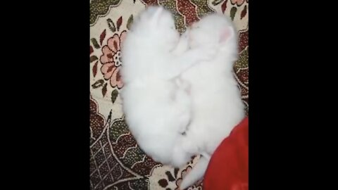 Two Cute Little Baby Cats Having Fun & Love Together - 🐰 | It's so Сute! 🥰