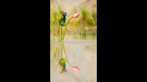 Kingfisher: While catching fish on their breakfast