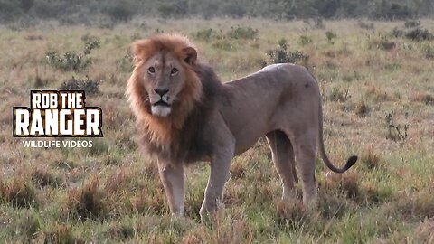 Limping Lion At Sunrise | Lalashe Maasai Mara Safari