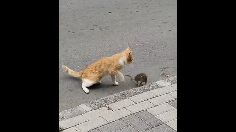 Tom and Jerry in real world fight 😂