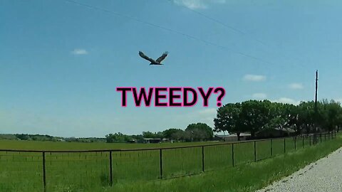 TWEEDY? #shorts #hawk #tweedy