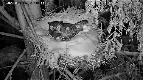 Albert Brings Ellie Large Prey to The Nest 🦉 03/07/23 22:21