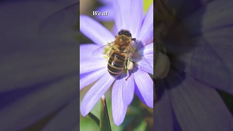 What do you see when you see flowers? #shorts #shortvideo #nature #flowers