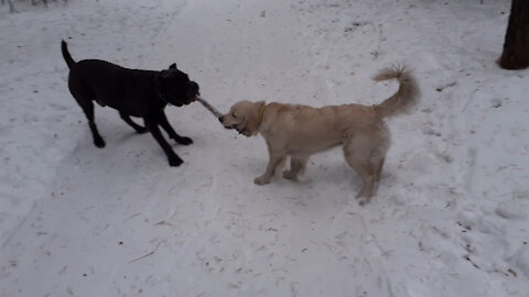 Golden Retriever vs Cane Corso, Tenacity vs Strength