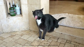 Shower-loving cat shakes water off just like a doggy