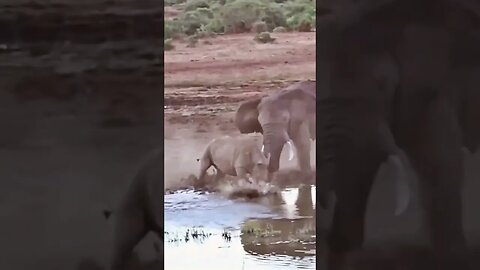 Baby rhino charges big elephant