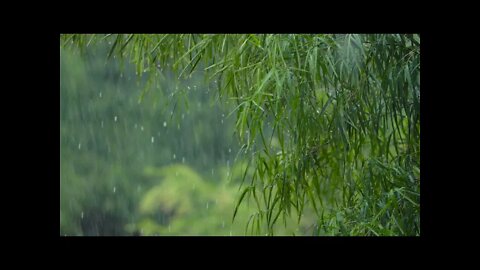 Meditation music - Rain sounds, study music, mental wellness, forest sounds