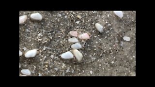 Watch as Coquina Clams Emerge From Sand