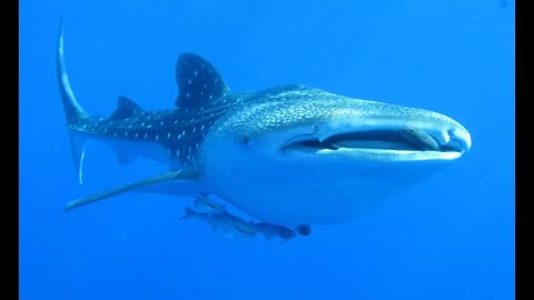 The World's Largest Fish