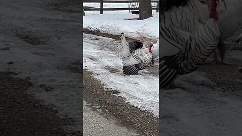 Gobble gobble “Turkeys” #montana #countryliving #farmlife #homesteading #countrylife #turkeys