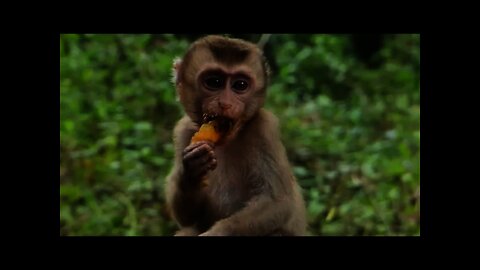 Poor Baby Abandoned Monkeys Welcome To Sponsor some Fruits #bbmonkeys