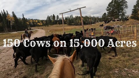 Gathering Cattle off the Black Hills National Forest