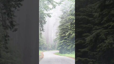 Afternoon Rain Showers In The Evergreen Forest | Nature ASMR | Rain & Fog Ambience