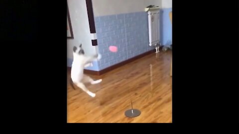 Excited Cat Jumping In The Air To Play With A Ball. MUST WATCH. VERY FUNNY !