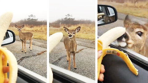 Unforgettable Moment Feeding the Deer Amidst the Highway!