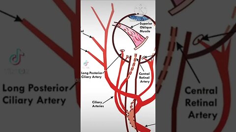 Why Americans Eyesight are "Average At Best" aka Trashy