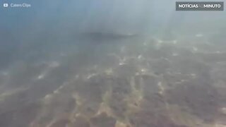 Vídeo mostra arraia desaparecendo no fundo do mar