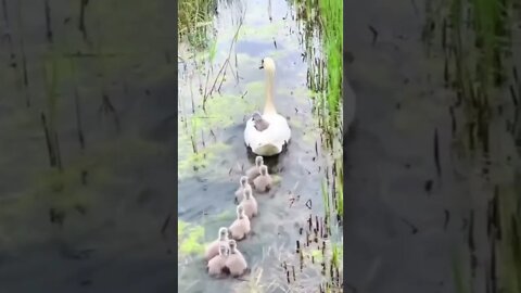 Patinho folgado pegando carona🦆