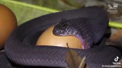 Animal video snake video