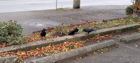 Crows at Scrubby's Laundramat