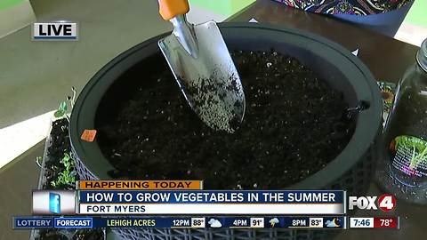 How to grow your own vegetables throughout the Florida summer - 7:30am live report