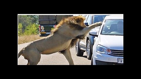 LION KING ATTACKING Best Funniest Animal 😍 2022 🥰Funny Dog