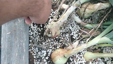 Hydroponic Onion Crop 2 Update Deep Wicking