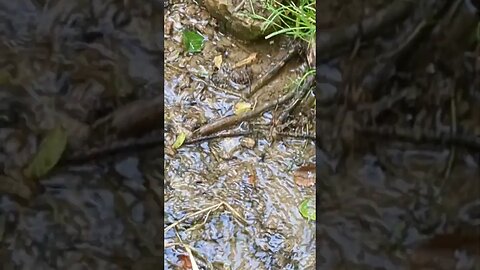 Asmr Flowing Water #waterfall #flowingwatersound #asmr #naturelovers