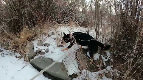 Frozen River Walk With My Dog