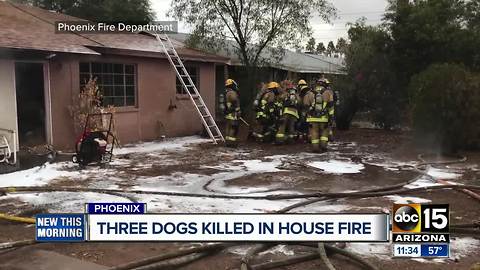 Three dogs killed in Phoenix house fire