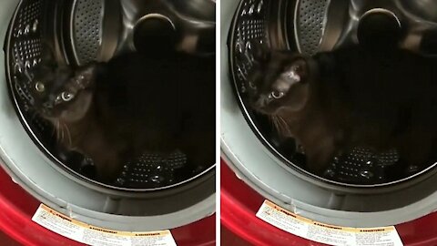 Cat inside the washing machine starts walking looking like a hamster