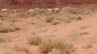 Monument Valley Horses and Sheep