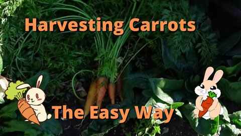 Harvest carrots the easy way