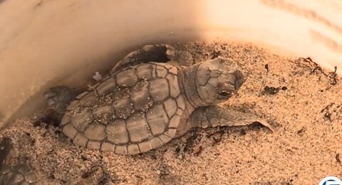 Educators learn about Delray Beach's turtle-protection program