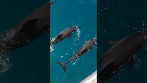 Pod of Dolphins Chase Our Boat! #shorts #adventure #hawaii