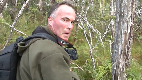 Extremely rare footage of nocturnal kiwi bird, possibly never filmed in daylight before ...