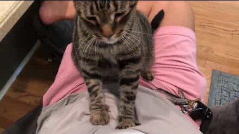 Gato faz massagens a pessoas em sala de espera de veterinário