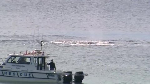 Beached humpback whale rescued off Australian coast