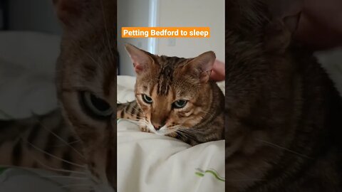 Magic hands put cat to sleep 🐆😴 #bengalcat #sleepycat #relaxing #viralcatvideo