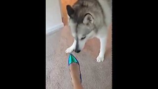 Dog scared of high heels || Viral Video UK