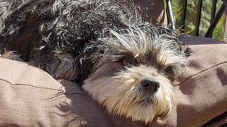 Shih Tzu get the zoomies after bath time