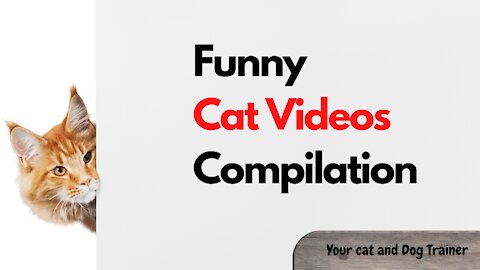 Funny cat Video Compilation Part-2