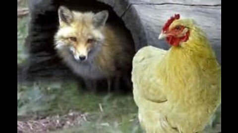 Fox which came to steal chicken and geese got surprise by my system