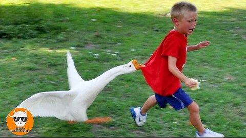 Funny Goose Chasing Babies Compilation || Just Funniest